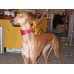 Whippet halsbanden