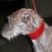 Whippet halsbanden
